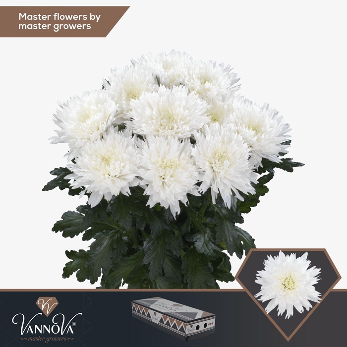 <h4>Chr G Undercover FC997</h4>