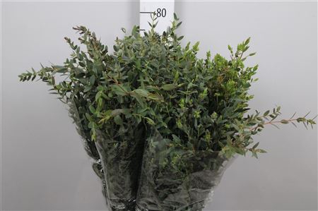 Euca Parvifolia Extra