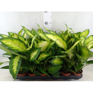 Dieffenbachia  'Camilla'