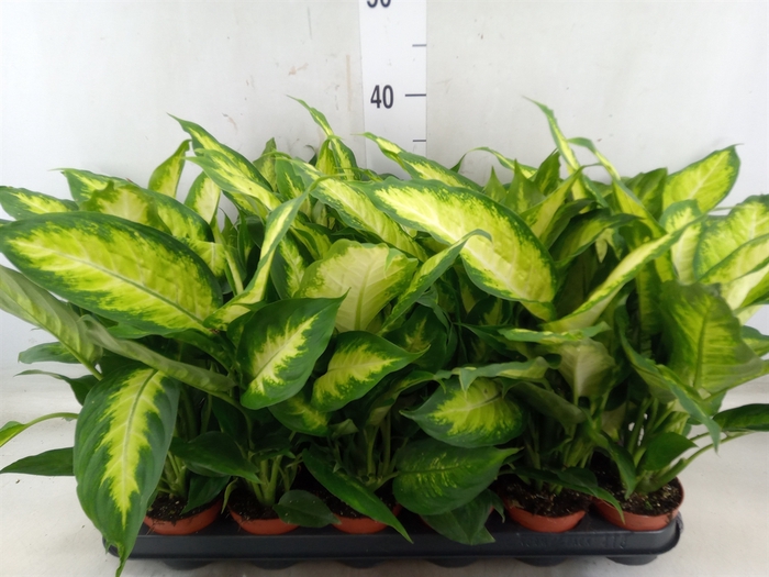 <h4>Dieffenbachia  'Camilla'</h4>