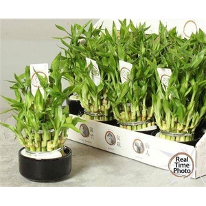 Dra Lucky Bamboo 3 Rings