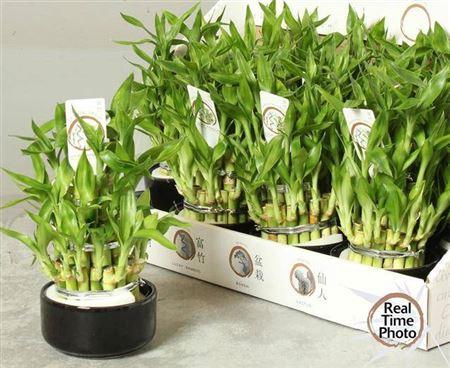 <h4>Dra Lucky Bamboo 3 Rings</h4>