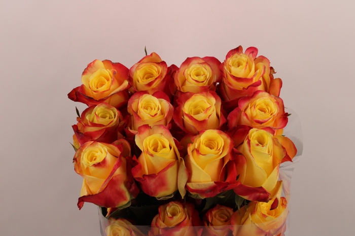 <h4>R Gr Hot Merengue+</h4>