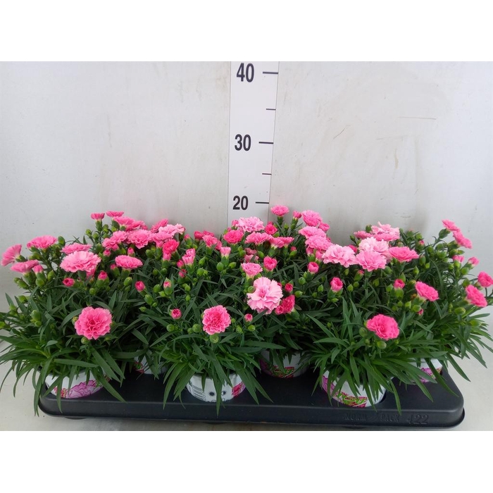 <h4>Dianthus  'I Love U'</h4>