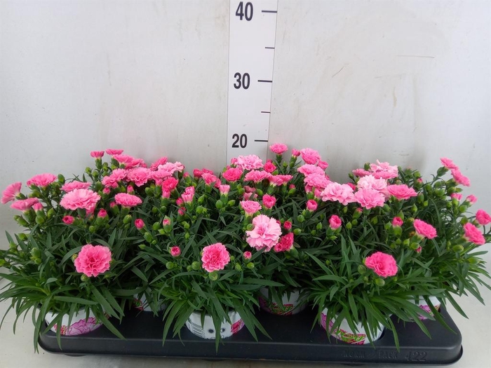 <h4>Dianthus  'I Love U'</h4>