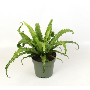 Asplenium Ant Osaka