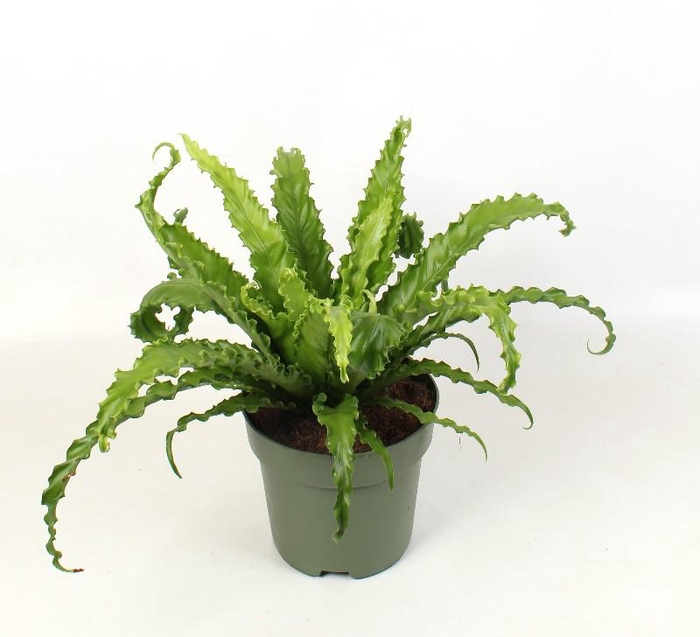 <h4>Asplenium Ant Osaka</h4>