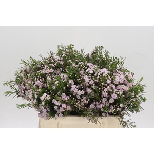 Chamelaucium Dancing Queen