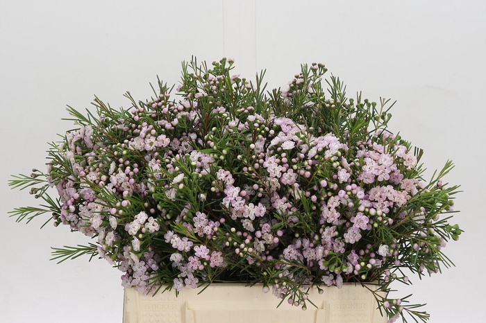 <h4>Chamelaucium Dancing Queen</h4>