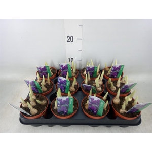 Iris reticulata 'Pixie'