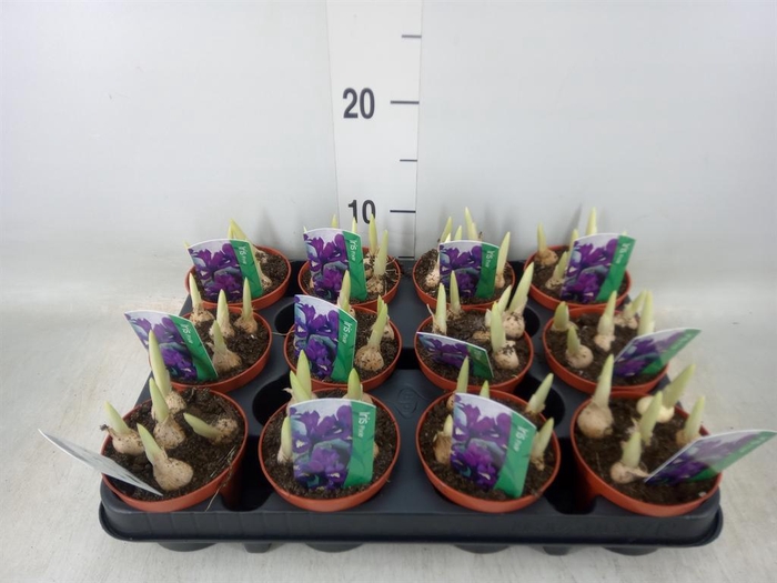 <h4>Iris reticulata 'Pixie'</h4>