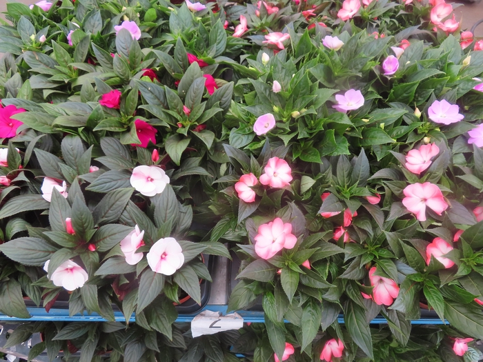 <h4>IMPAT NG MIXK 4 KL</h4>