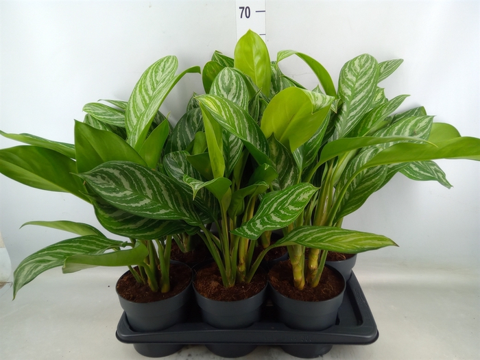 <h4>Aglaonema  'Stripes'</h4>