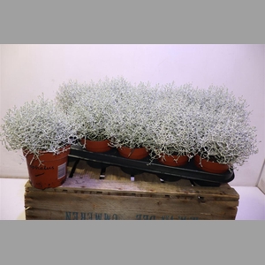 Leucoph Brownii