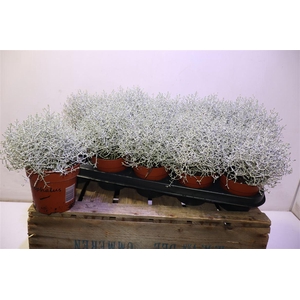 Leucoph Brownii