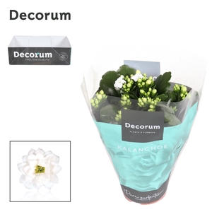 Kalanchoe Decorum - White