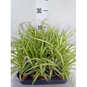 Chlorophytum cos. 'Atlantic'