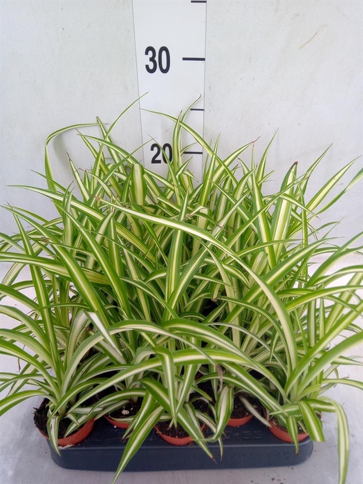 <h4>Chlorophytum cos. 'Atlantic'</h4>