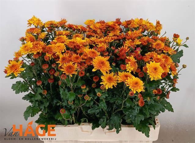 <h4>CHR T WENDY</h4>