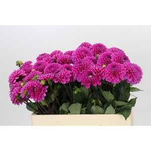 Dahlia Happy Hour