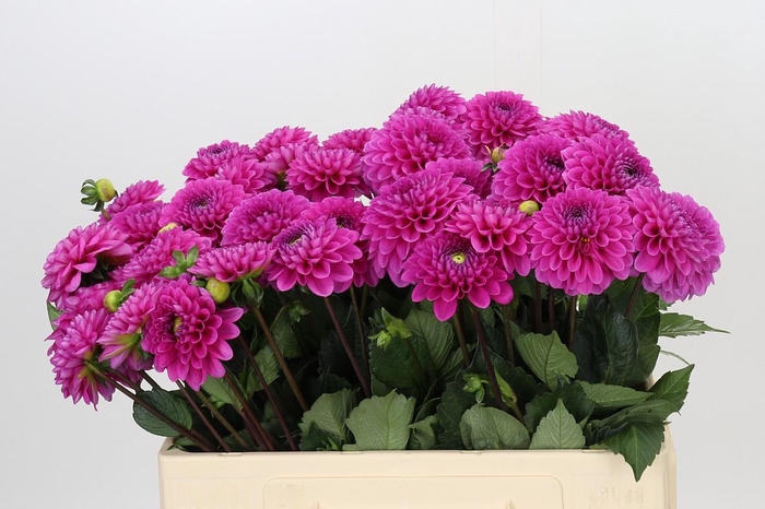 <h4>Dahlia Happy Hour</h4>
