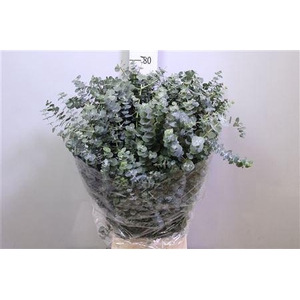 Euca Baby Blue Per Bunch 400 Gram