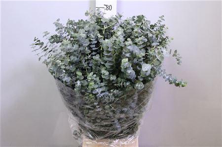 <h4>Euca Baby Blue Per Bunch 400 Gram</h4>