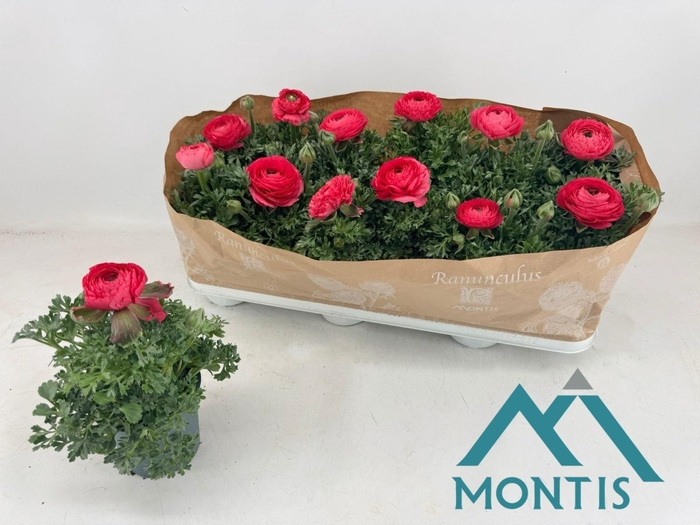 <h4>RANUN SPRINK PINK</h4>