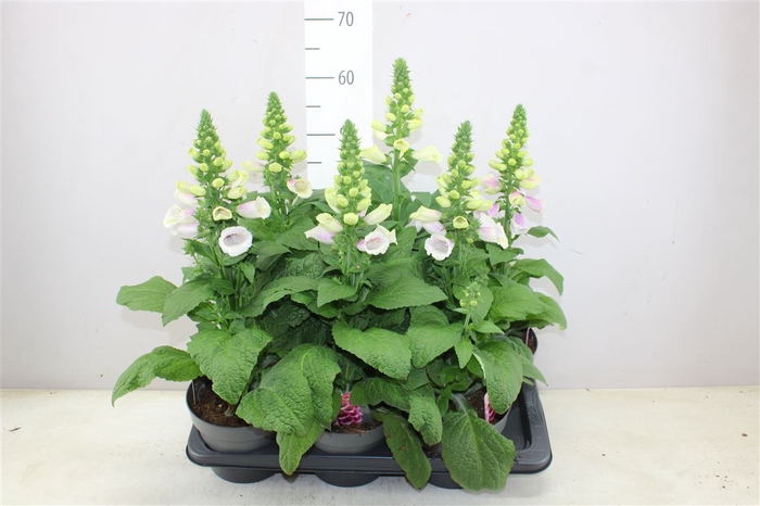 <h4>Digitalis Pink White</h4>