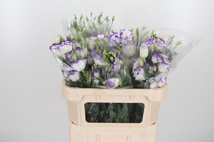 <h4>Eust En Bico Blauw Wit</h4>