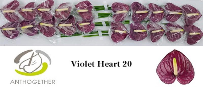 <h4>Anth A Violet Heart 9 cm X20 Evanty</h4>
