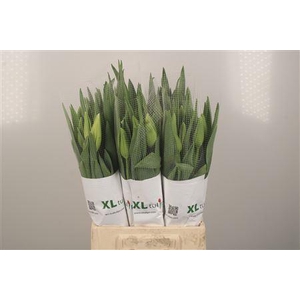 Tu Fr En Ivory Proud