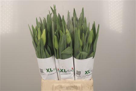 <h4>Tu Fr En Ivory Proud</h4>