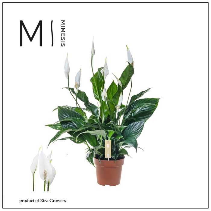<h4>Spathiphyllum Sweet Curiosa - 13 cm</h4>