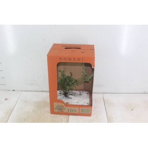 BONSAI JOVEM VASO PLASTICO 1.1L CX