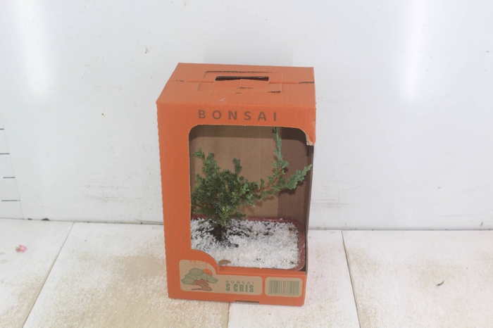 <h4>BONSAI JOVEM VASO PLASTICO 1.1L CX</h4>