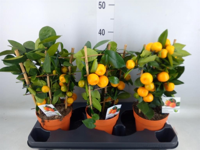 <h4>Citrus   ...</h4>