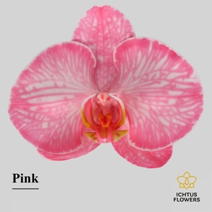 Phalaenopsis