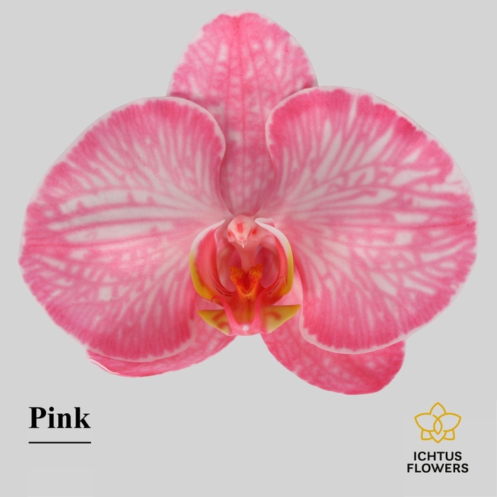 <h4>Phalaenopsis</h4>