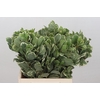 Pittosporum Ilan