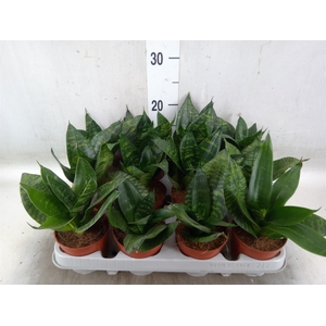 Sansevieria trifa. 'Hahnii'