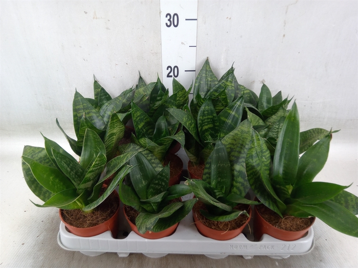 <h4>Sansevieria trifa. 'Hahnii'</h4>