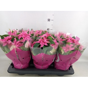 Euphorbia pulc. 'Princ Hot Pink'