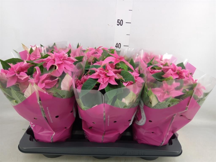 <h4>Euphorbia pulc. 'Princ Hot Pink'</h4>