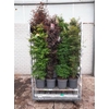 arr8 Acer Palmatum