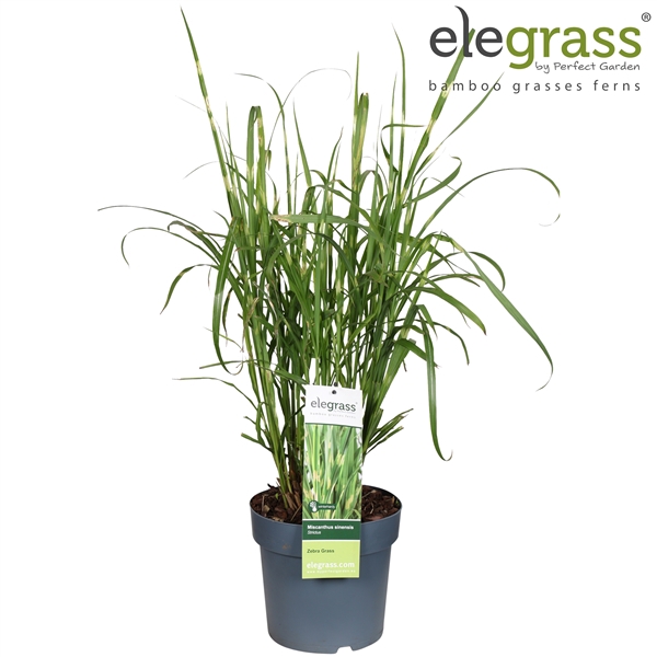 <h4>Miscanthus sinensis 'Strictus' P23</h4>