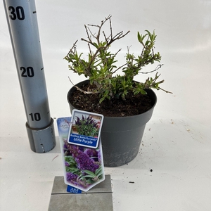 Buddleja Butterfly Candy Little Pur