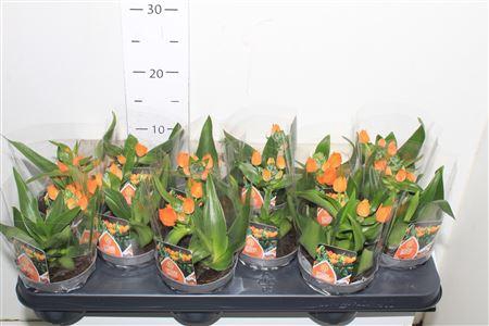 <h4>Ornit Du 1 Branche</h4>