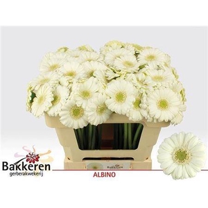 Ge Mi Albino 07 CM,AQUA,(NL),MPS A,(20)