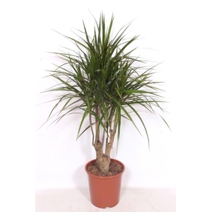 Dracaena marginata